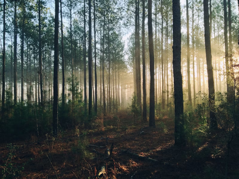 Raios de luz atravessando as folhas de uma floresta